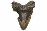 Bargain, Fossil Megalodon Tooth - North Carolina #235137-1